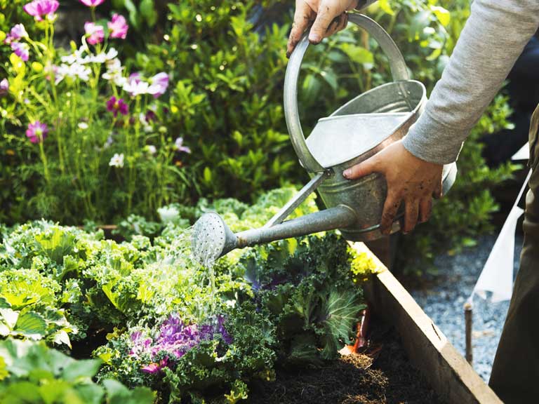 practical_guide_to_watering_garden_635810717_768x576 Hogyan öntözd nyáron a kerted?