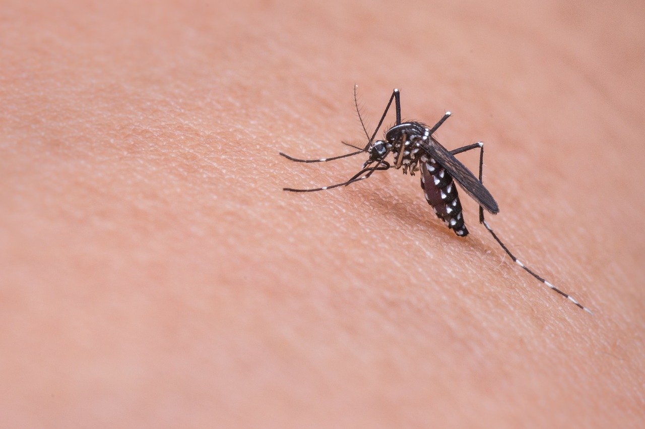 mosquito-719613_1280 Szabadulj meg az idegtépő szúnyogoktól öt másodperc alatt